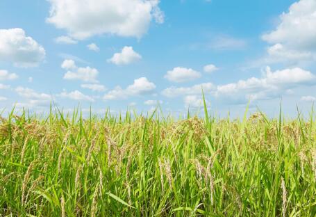 各地政策頻出，生物質(zhì)發(fā)電引重視
