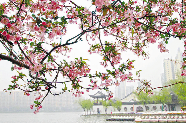 春天，如期抵達