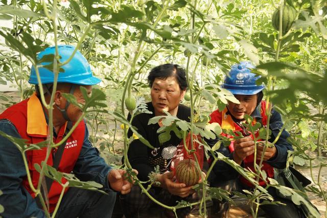 國(guó)網(wǎng)修武縣供電公司：果蔬俏人心甜 可靠電護(hù)富路