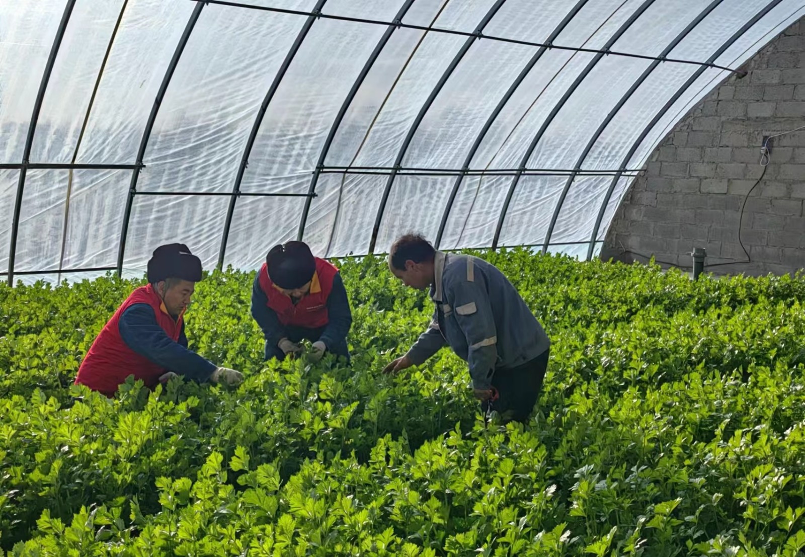 國網西和縣供電公司：聚焦機井電力設施排查 筑牢農業(yè)安全生產防線