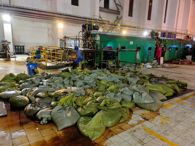華東區(qū)域最大發(fā)電廠遭遇海蜇危機(jī)：循泵房面臨被堵，員工24小時(shí)抓海蜇