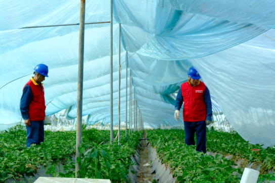 國(guó)網(wǎng)渭南供電公司：電暖莓田添動(dòng)能 服務(wù)助農(nóng)顯擔(dān)當(dāng)